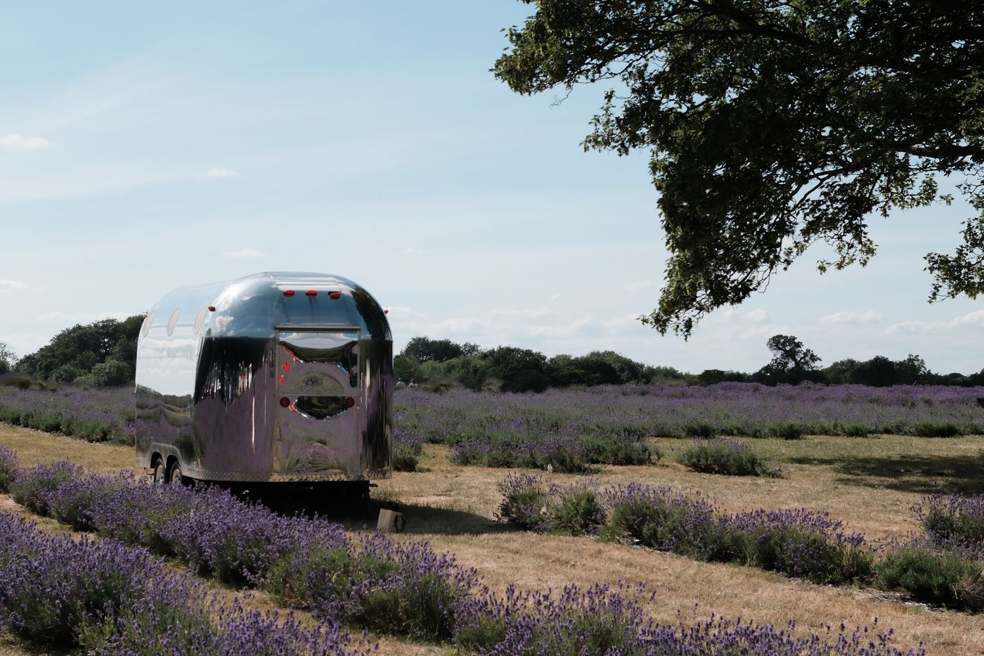 Restored chrome trailer in a lavender field